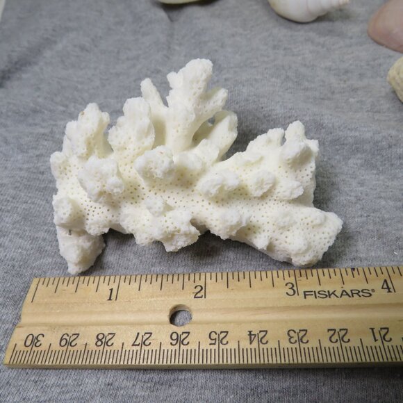 Real Sea Shells Vintage (2) Sandcastles Mr. Sandman OVER 5 POUNDS - Picture 13 of 14